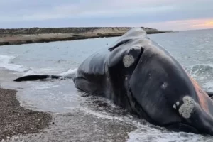 Preocupación por la muerte de ballenas en Chubut: aparecieron cinco ejemplares sin vida y crecen las dudas sobre las causas Preocupación por la muerte de ballenas en Chubut: aparecieron cinco ejemplares sin vida y crecen las dudas sobre las causas