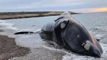 Preocupación por la muerte de ballenas en Chubut: aparecieron cinco ejemplares sin vida y crecen las dudas sobre las causas Preocupación por la muerte de ballenas en Chubut: aparecieron cinco ejemplares sin vida y crecen las dudas sobre las causas