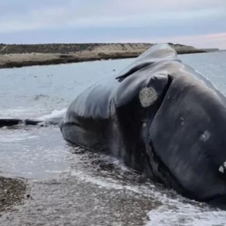 Preocupación por la muerte de ballenas en Chubut: aparecieron cinco ejemplares sin vida y crecen las dudas sobre las causas Preocupación por la muerte de ballenas en Chubut: aparecieron cinco ejemplares sin vida y crecen las dudas sobre las causas