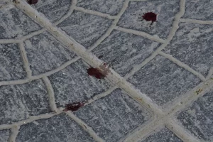 Un joven fue hospitalizado e inconsciente tras golpiza a la salida de un boliche de Río Gallegos Un joven fue hospitalizado e inconsciente tras golpiza a la salida de un boliche de Río Gallegos