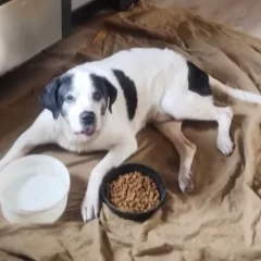 Río Gallegos: atropellaron a un perro y necesita ayuda para volver a caminar