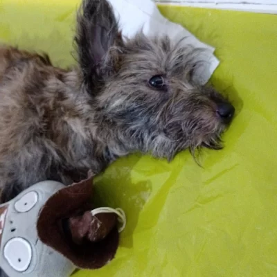 Murió “Milagros”, la perrita que había sido arrojada desde un tercer piso en Río Gallegos: “Nos entristece profundamente” Murió “Milagros”, la perrita que había sido arrojada desde un tercer piso en Río Gallegos: “Nos entristece profundamente”