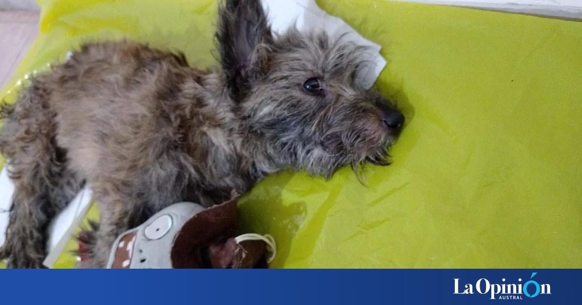 Murió Milagros, la perrita que había sido arrojada desde un tercer piso en Río Gallegos: Nos entristece profundamente