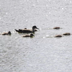 ¡La familia McPato llegó a la laguna!: “En esta época explota la vida en la Patagonia”