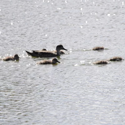 ¡La familia McPato llegó a la laguna!: “En esta época explota la vida en la Patagonia”