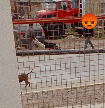 Vecinos denuncian que dos pitbulls casi atacan a un niño en el ingreso a un jardín de infantes de Caleta Olivia Vecinos denuncian que dos pitbulls casi atacan a un niño en el ingreso a un jardín de infantes de Caleta Olivia