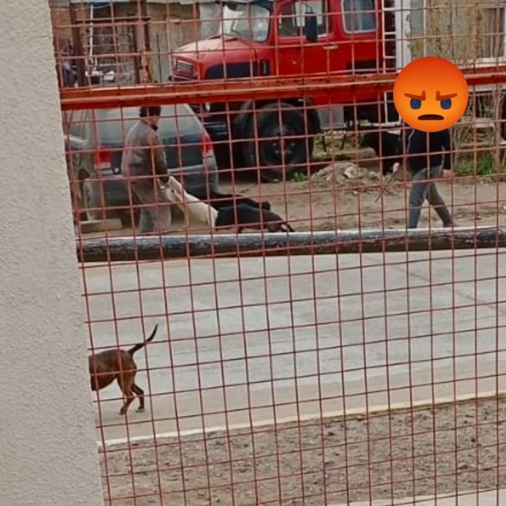 Vecinos denuncian que dos pitbulls casi atacan a un niño en el ingreso a un jardín de infantes de Caleta Olivia Vecinos denuncian que dos pitbulls casi atacan a un niño en el ingreso a un jardín de infantes de Caleta Olivia