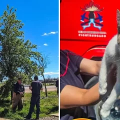 Bomberos rescataron a un gato atrapado a cuatro metros de altura en Pico Truncado