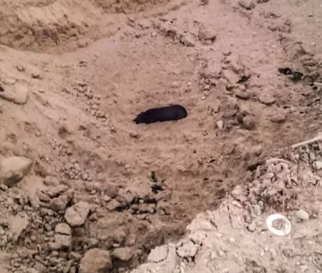 Bomberos rescataron a un perro que cayó en una fosa en Puerto Santa Cruz Bomberos rescataron a un perro que cayó en una fosa en Puerto Santa Cruz