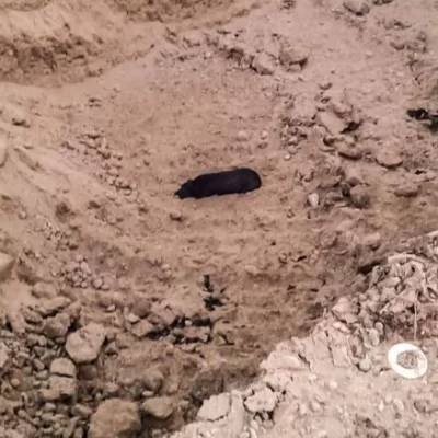 Bomberos rescataron a un perro que cayó en una fosa en Puerto Santa Cruz