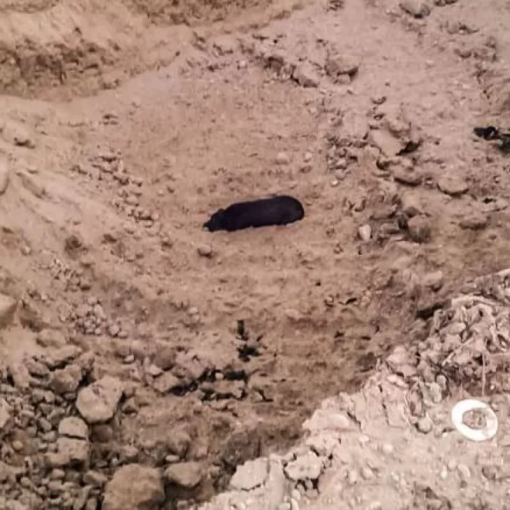 Bomberos rescataron a un perro que cayó en una fosa en Puerto Santa Cruz Bomberos rescataron a un perro que cayó en una fosa en Puerto Santa Cruz