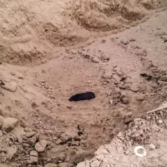 Bomberos rescataron a un perro atrapado en una fosa de la cantera municipal de Puerto Santa Cruz