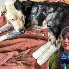 Proponen crear un registro de cuidadores irresponsables y maltratadores de animales
