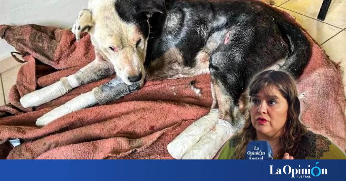 Proponen crear un registro de cuidadores irresponsables y maltratadores de animales