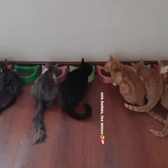Tragedia en Las Heras: los gatos de la joven fallecida también quedaron atrapados en el incendio