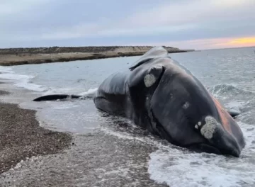 Dónde van las ballenas cuando mueren: el protocolo para los cuerpos gigantes que aparecen en la costa de Chubut Dónde van las ballenas cuando mueren: el protocolo para los cuerpos gigantes que aparecen en la costa de Chubut