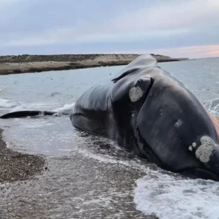 Dónde van las ballenas cuando mueren: el protocolo para los cuerpos gigantes que aparecen en la costa de Chubut Dónde van las ballenas cuando mueren: el protocolo para los cuerpos gigantes que aparecen en la costa de Chubut