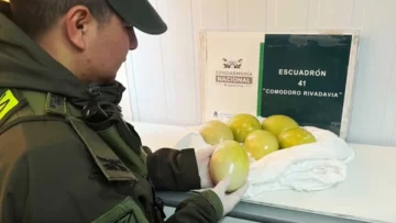 Llevaba seis huevos de choique escondidos debajo del asiento y lo descubrieron en un control en Comodoro Rivadavia Llevaba seis huevos de choique escondidos debajo del asiento y lo descubrieron en un control en Comodoro Rivadavia