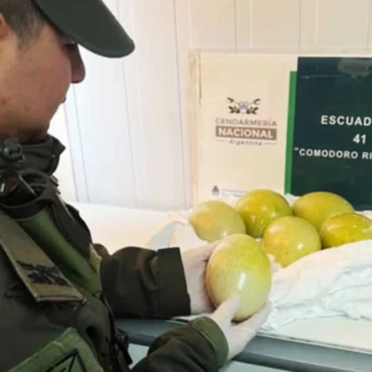 Llevaba seis huevos de choique escondidos debajo del asiento y lo descubrieron en un control en Comodoro Rivadavia Llevaba seis huevos de choique escondidos debajo del asiento y lo descubrieron en un control en Comodoro Rivadavia