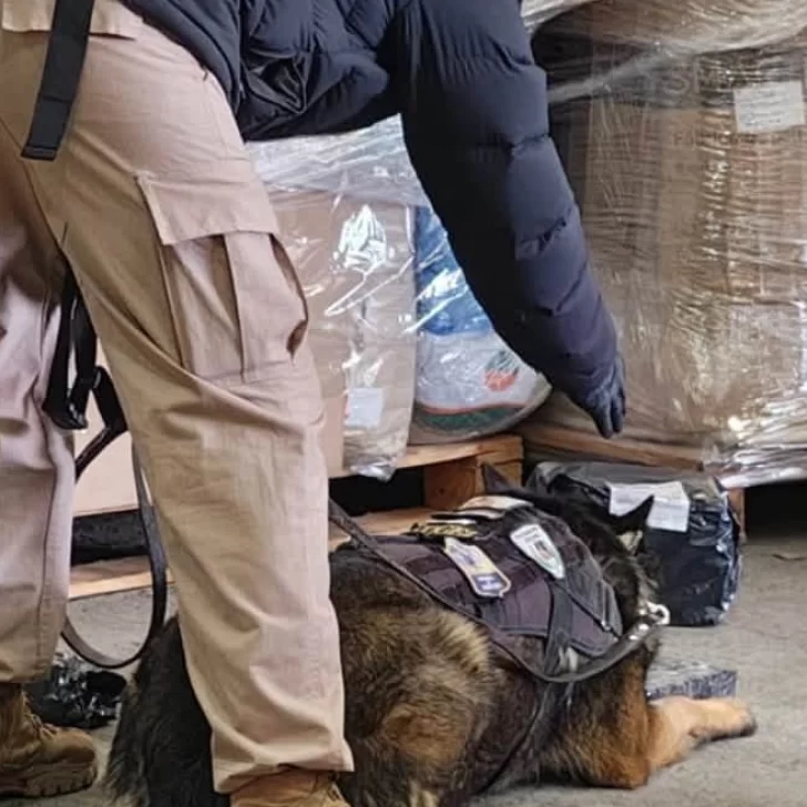 Detectaron una encomienda con marihuana desde Buenos Aires en la ciudad de El Calafate Detectaron una encomienda con marihuana desde Buenos Aires en la ciudad de El Calafate