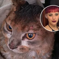 Murieron casi todas las mascotas de la joven fallecida en Las Heras y buscan salvar al único gato sobreviviente