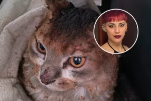 Murieron casi todas las mascotas de la joven fallecida en Las Heras y buscan salvar al único gato sobreviviente