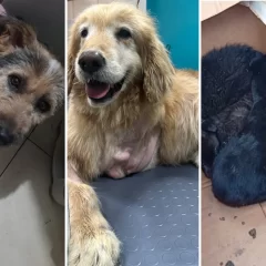 Piden ayuda para asistir a perros rescatados en Río Gallegos: necesitan alimento, atención veterinaria y un carrito ortopédico