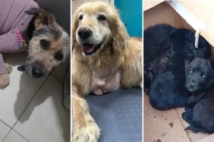 Piden ayuda para asistir a perros rescatados en Río Gallegos: necesitan alimento, atención veterinaria y un carrito ortopédico Piden ayuda para asistir a perros rescatados en Río Gallegos: necesitan alimento, atención veterinaria y un carrito ortopédico