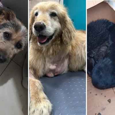 Piden ayuda para asistir a perros rescatados en Río Gallegos: necesitan alimento, atención veterinaria y un carrito ortopédico