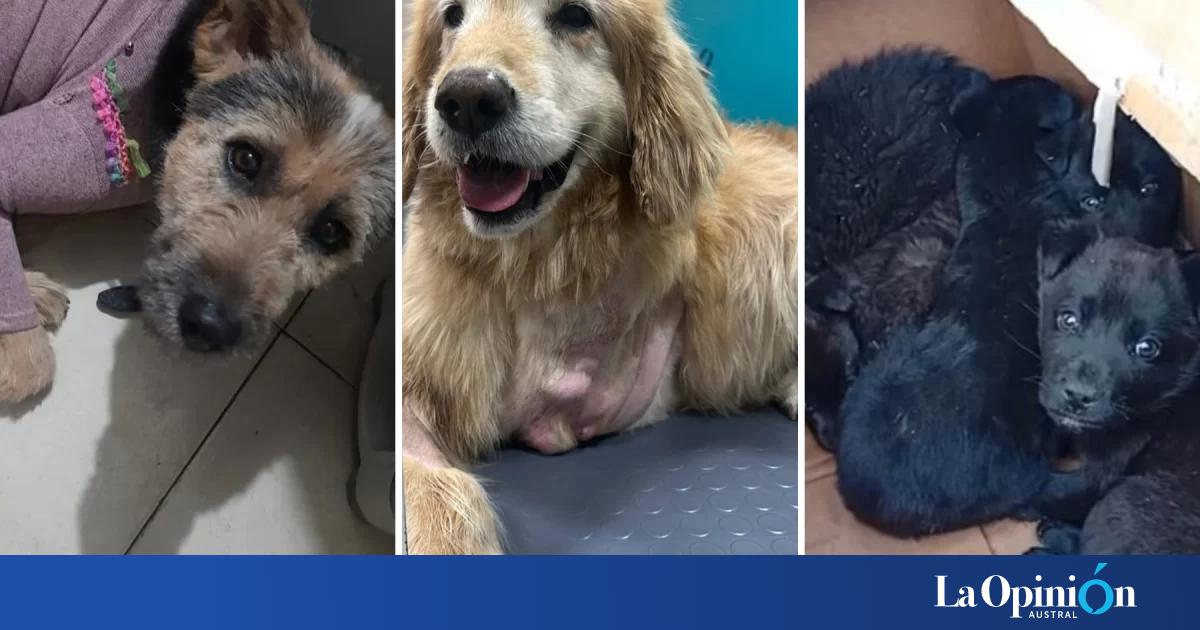 Piden ayuda para asistir a perros rescatados en Río Gallegos: necesitan alimento, atención veterinaria y un carrito or