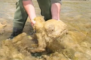 Alerta por el alga Didymo: cómo evitar su propagación en los ambientes acuáticos de la Patagonia Alerta por el alga Didymo: cómo evitar su propagación en los ambientes acuáticos de la Patagonia