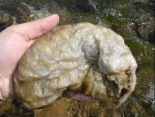  Conocida popularmente como “moco de roca”, se trata de un organismo unicelular originario del hemisferio norte que está presente en la Patagonia desde 2010.