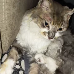 El gato Kakashi se recupera tras el incendio en el que murió Martina Ríos: “Su pelito de a poco se descubre”
