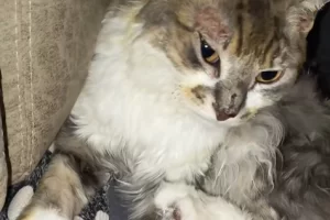 Kakashi se recupera tras el incendio en el que murió Martina Ríos: “Su pelito de a poco se descubre”