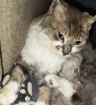 El gato Kakashi se recupera tras el incendio en el que murió Martina Ríos: “Su pelito de a poco se descubre” El gato Kakashi se recupera tras el incendio en el que murió Martina Ríos: “Su pelito de a poco se descubre”