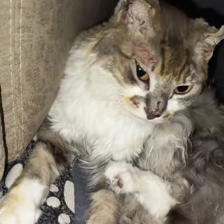 El gato Kakashi se recupera tras el incendio en el que murió Martina Ríos: “Su pelito de a poco se descubre” El gato Kakashi se recupera tras el incendio en el que murió Martina Ríos: “Su pelito de a poco se descubre”