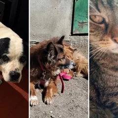 Río Gallegos: un perro que no puede caminar, una perra con tumores y un gato operado necesitan ayuda