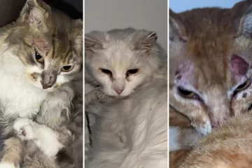 Ya son tres los gatos rescatados tras el incendio en el que murió Martina Ríos en Las Heras Ya son tres los gatos rescatados tras el incendio en el que murió Martina Ríos en Las Heras