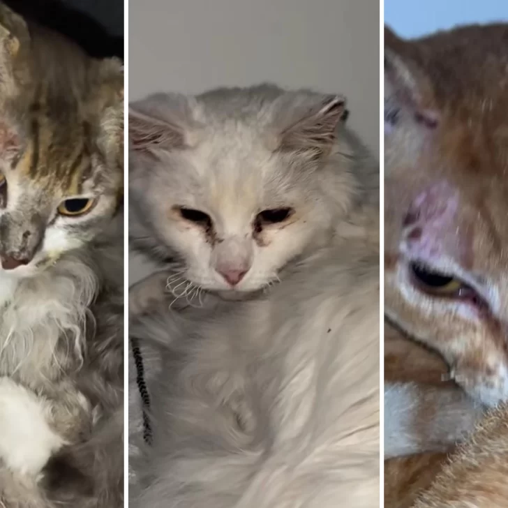 Ya son tres los gatos rescatados tras el incendio en el que murió Martina Ríos en Las Heras Ya son tres los gatos rescatados tras el incendio en el que murió Martina Ríos en Las Heras