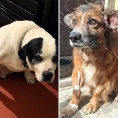 Un perro atropellado y una perra recién operada necesitan un hogar en Río Gallegos
