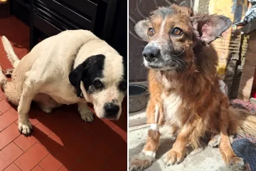 Un perro atropellado y una perra recién operada necesitan un hogar en Río Gallegos Un perro atropellado y una perra recién operada necesitan un hogar en Río Gallegos