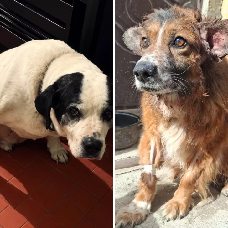 Un perro atropellado y una perra recién operada necesitan un hogar en Río Gallegos Un perro atropellado y una perra recién operada necesitan un hogar en Río Gallegos