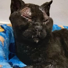Ya rescataron a cuatro gatos de Martina Ríos y buscan a los que siguen desaparecidos
